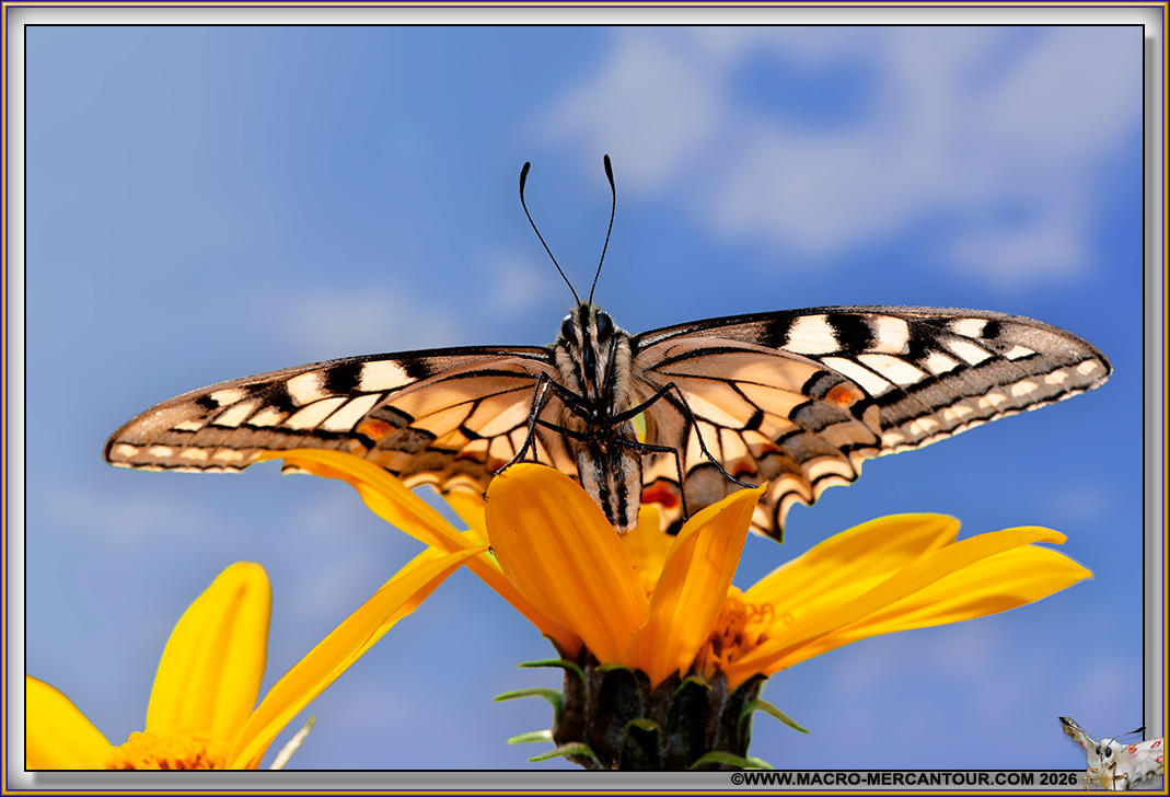 Machaons